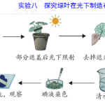 中考生物23个重点实验汇总