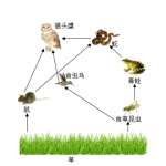 七年级生物期末模拟卷（全解全析）（苏科版2024）